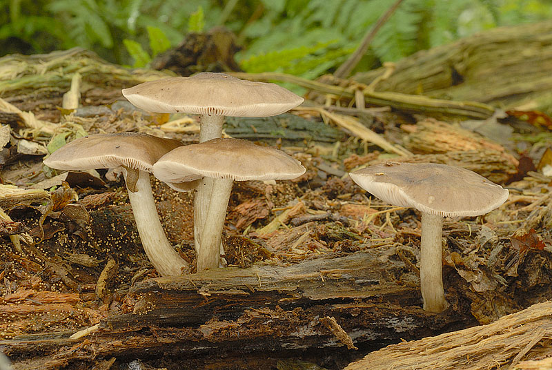 Pluteus cervinus